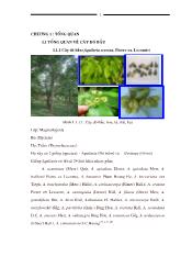 Luận văn Khảo sát tinh dầu gỗ dó bầu Aquilaria crassna, Pierre ex Lecomte