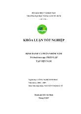 Khóa luận Định danh và phân nhóm nấm trichoderma spp. phân lập tại Việt Nam