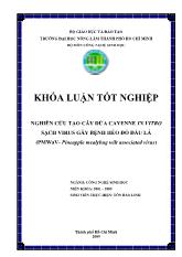 Khóa luận Nghiên cứu tạo cây dứa cayenne in vitro sạch virus gây bệnh héo đỏ đầu lá