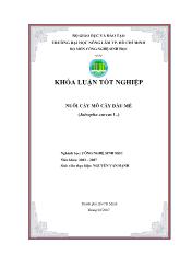 Khóa luận Nuôi cấy mô cây dầu mè (jatropha curcas l.)