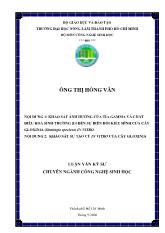 Luận văn Khảo sát ảnh hưởng của tia gamma và chất điều hoà sinh trưởng ba đến sự biến đổi kiểu hình của cây gloxinia (sinningia speciosa) in vitro và khảo sát sự tạo củ in vitro của cây gloxinia