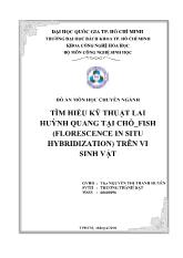 Đồ án Tìm hiểu kỹ thuật lai huỳnh quang tại chỗ - fish (florescence in situ hybridization) trên vi sinh vật
