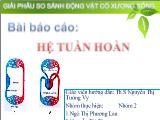 Hệ tuần hoàn