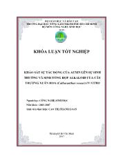 Khóa luận Khảo sát sự tác động của auxin lên sự sinh trưởng và sinh tổng hợp alkaloid của cây trường xuân hoa (catharanthus roseus) in vitro