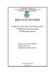 Khóa luận Nghiên cứu khả năng lan truyền vi rút từ rệp sáp (ferrisia virgata) đến cây tiêu (piper nigrum l.)