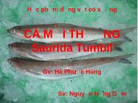 Cá mối thường Saurida Tummbil