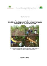 Ước lượng năng lực hấp thụ CO2 của bời lời đỏ (litsea glutinosa) trong mô hình nông lâm kết hợp bời lời đỏ – Sắn ở huyện mang yang, tỉnh Gia Lai – Tây nguyên, Việt Nam