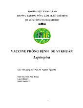 Vaccine phòng bệnh do vi khuẩn leptospira