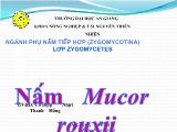 Ngành phụ nấm tiếp hợp (zygomycotina) lớp zygomycetes