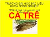 Chuyên đề Cá trê