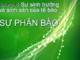 Bài thuyết trình Sự phân bào