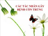 Các tác nhân gây bệnh côn trùng