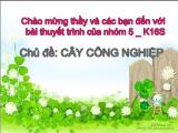 Cây công nghiệp