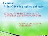 Quy trình kỹ thuật nhân giống cây chè trong vườn ươm