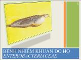 Bệnh nhiễm khuẩn do họ enterobacteriaceae