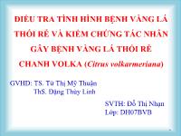 Khóa luận Điều tra tình hình bệnh vàng lá thối rễ và kiểm chứng tác nhân gây bệnh vàng lá thối rễ chanh Volka (Citrus volkarmeriana)