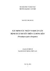 Luận án Xác định tác nhân vi khuẩn gây bệnh xuất huyết trên cá bống kèo (Pseudapocryptes Elongatus)