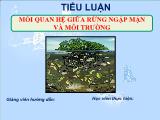 Tiểu luận Mối quan hệ giữa rừng ngập mặn và môi trường